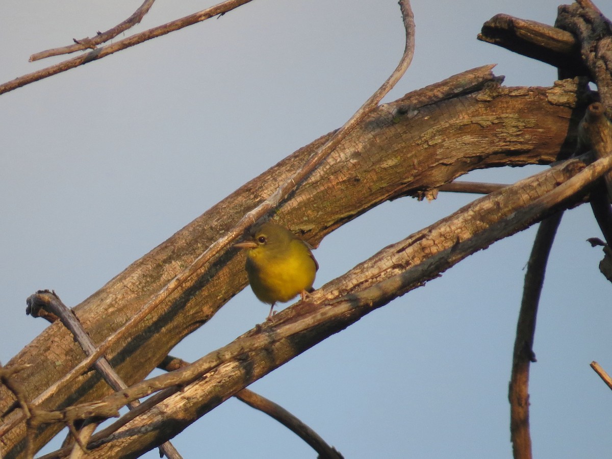 Mourning Warbler - ML32989681