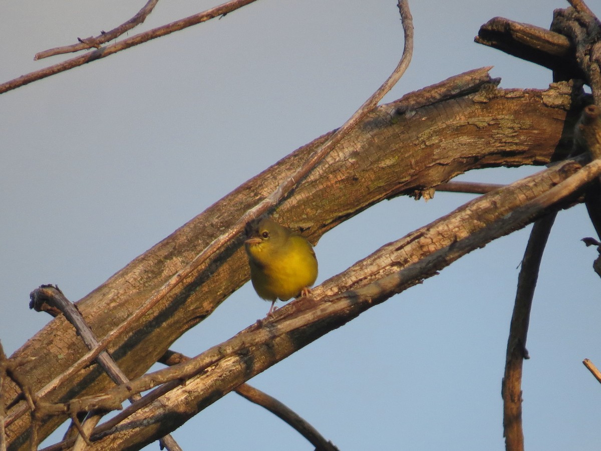 Mourning Warbler - ML32989691