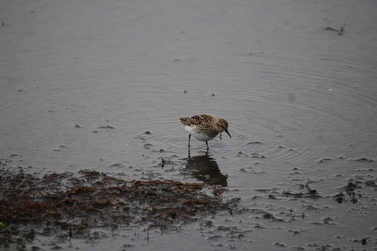 Least Sandpiper - Alexander Linton