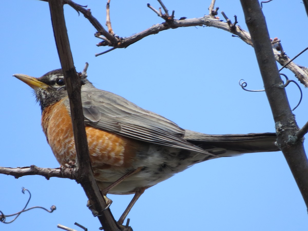American Robin - ML329901251