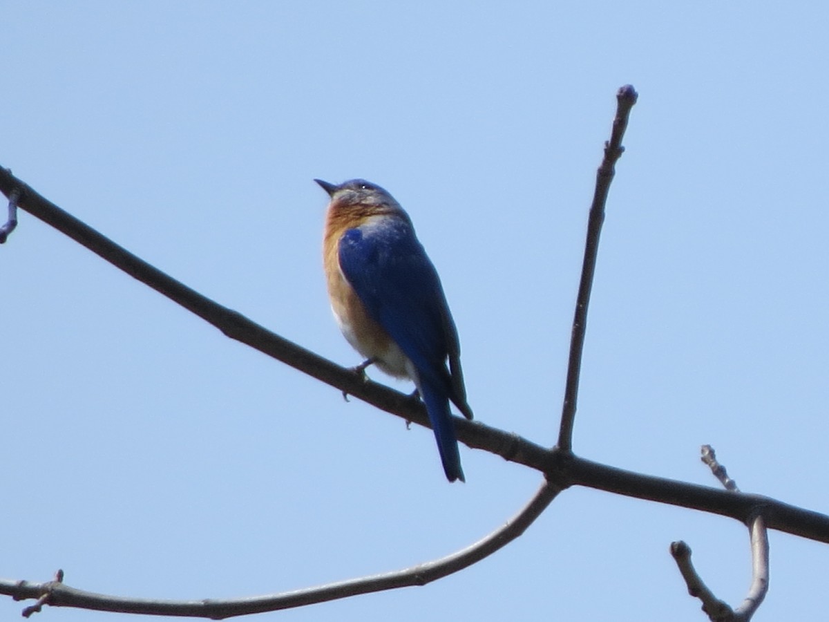Eastern Bluebird - ML329901621