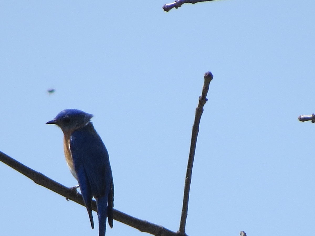 Eastern Bluebird - ML329901631