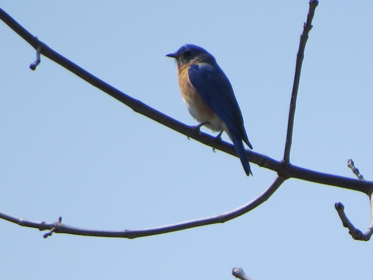 Eastern Bluebird - ML329901641
