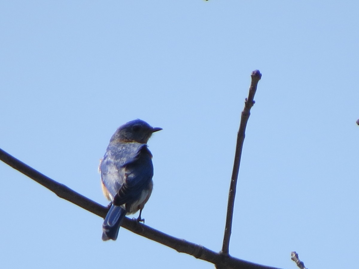 Eastern Bluebird - ML329901651