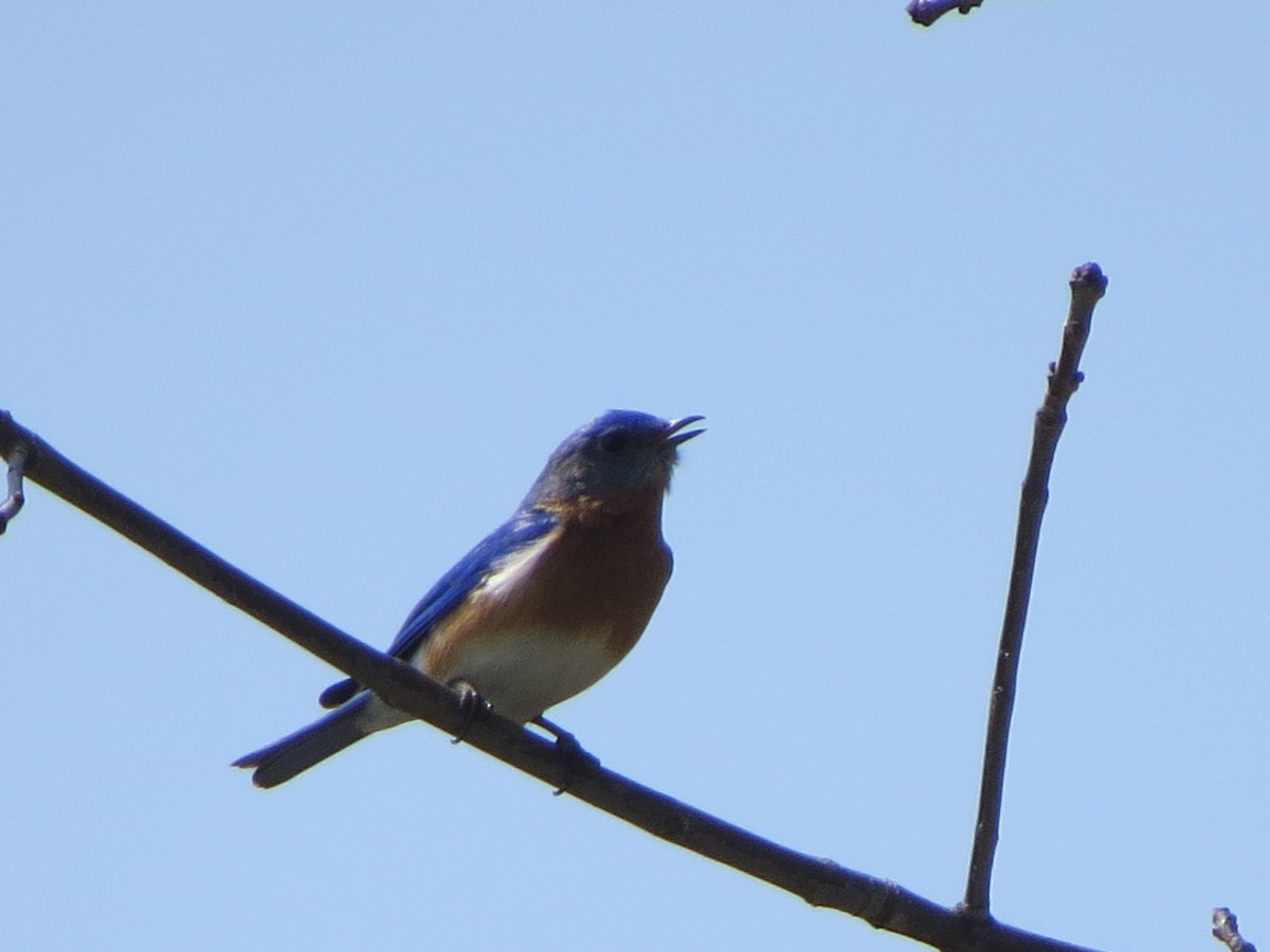 Eastern Bluebird - ML329901661