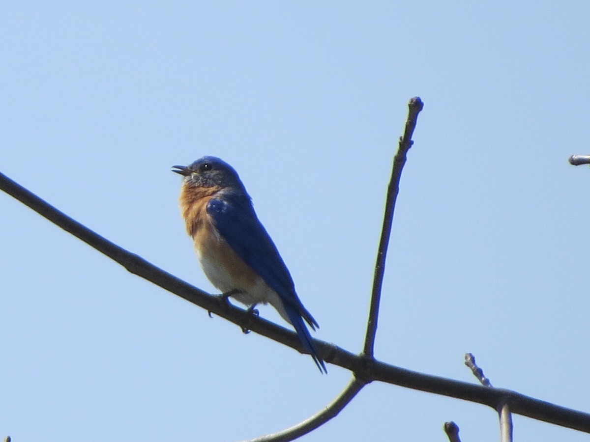 Eastern Bluebird - ML329901671