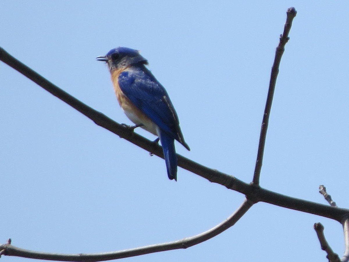 Eastern Bluebird - ML329901691