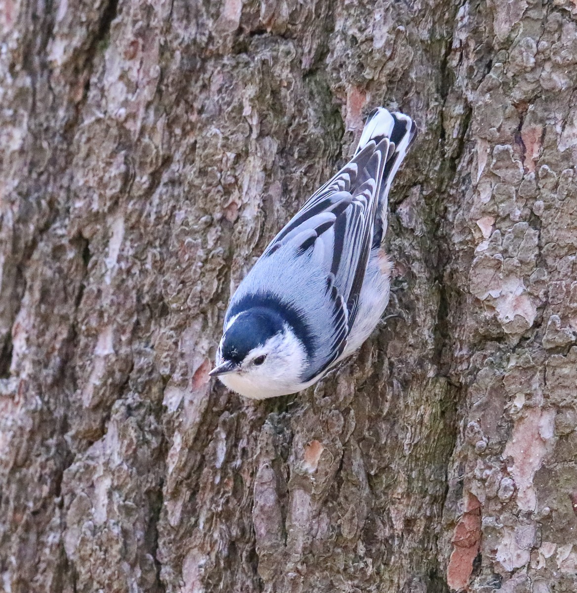 White-breasted Nuthatch - ML329903441