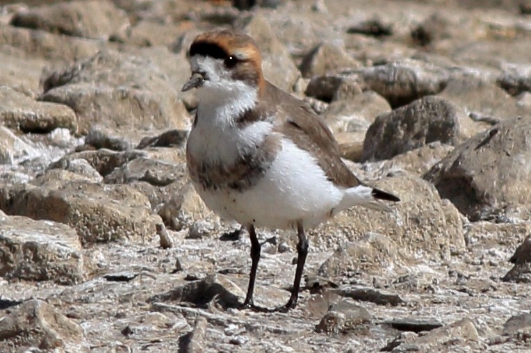 Puna Plover - ML32990611