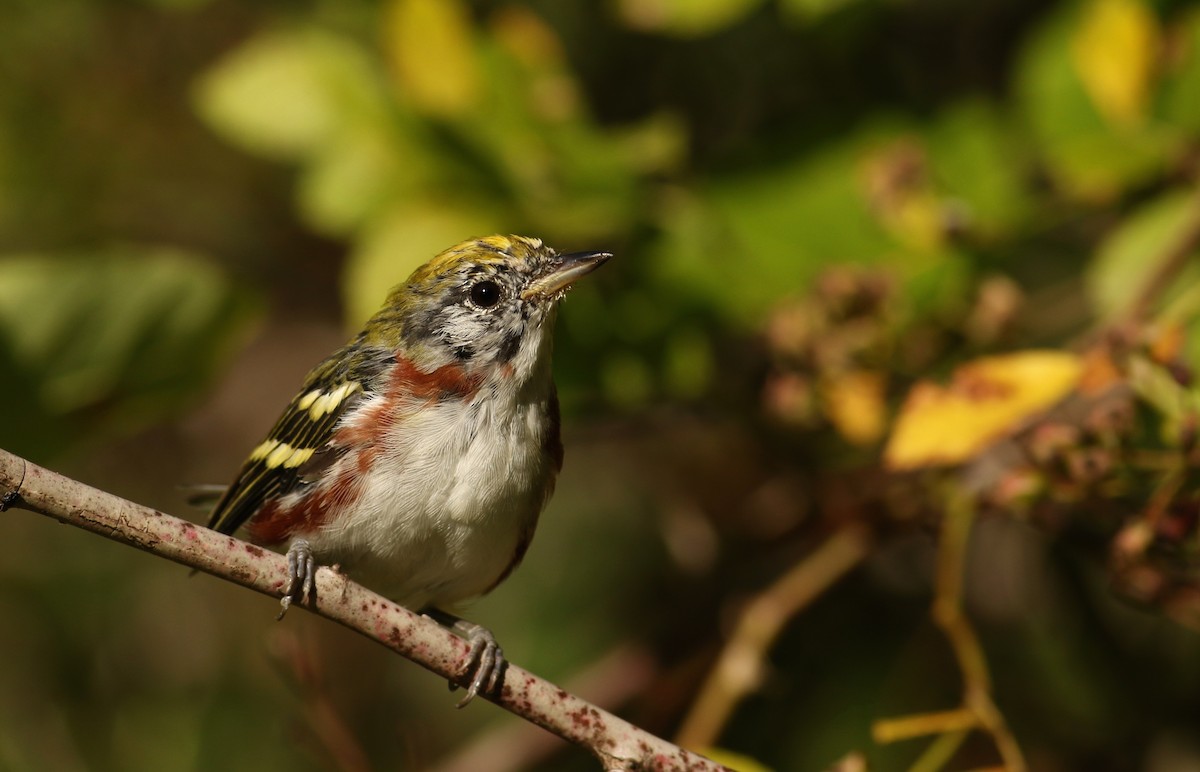 Chestnut-sided Warbler - ML32990631