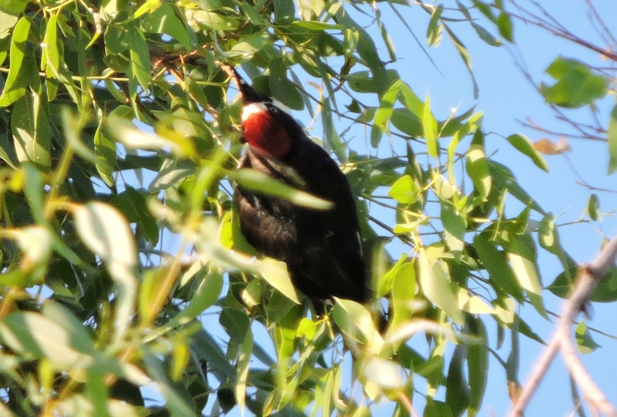 Acorn Woodpecker - ML32990781