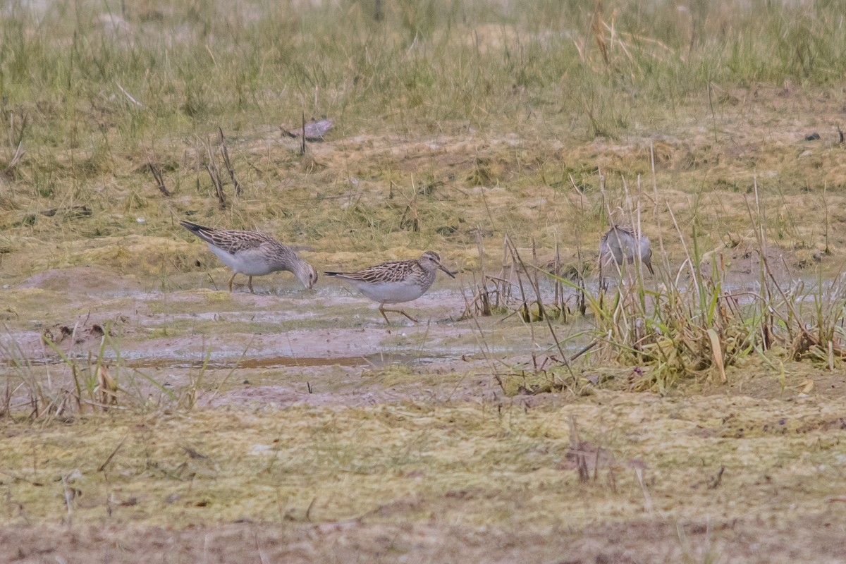 Pectoral Sandpiper - ML329908891