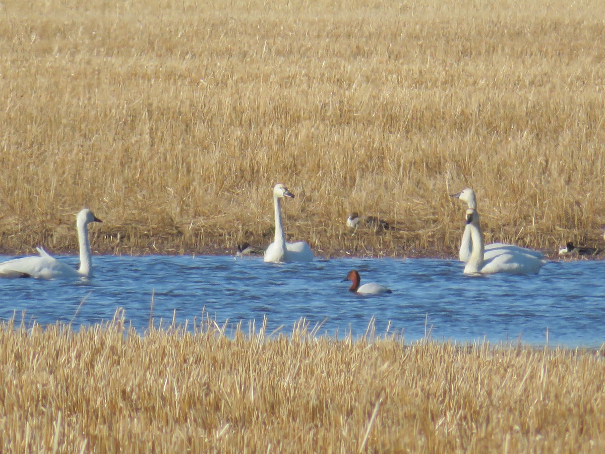 Canvasback - ML329910541