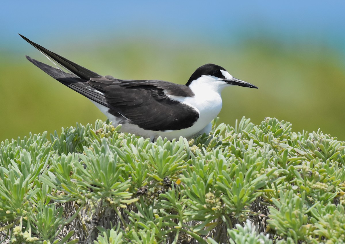 Sooty Tern - ML329911131