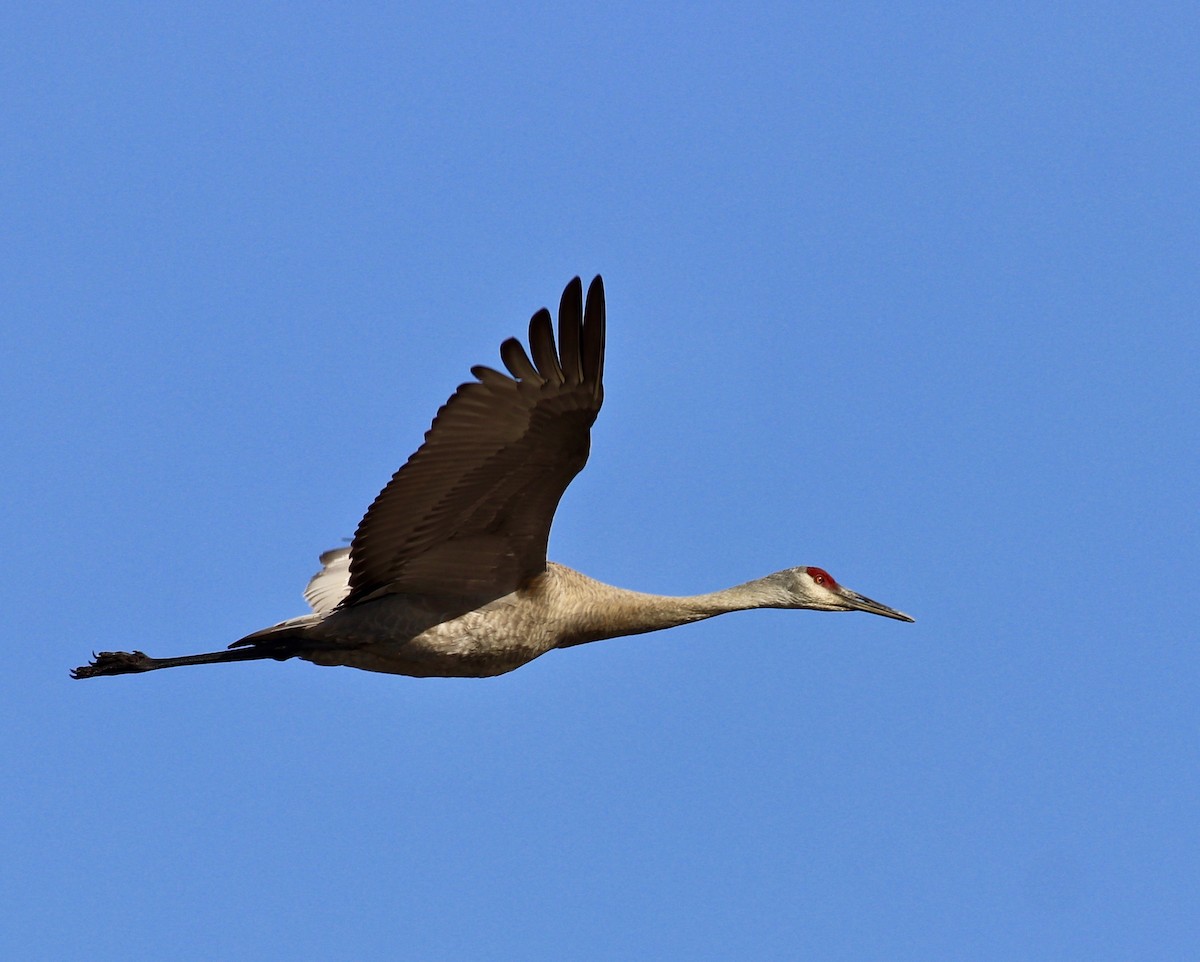 Sandhill Crane - Charlie   Nims