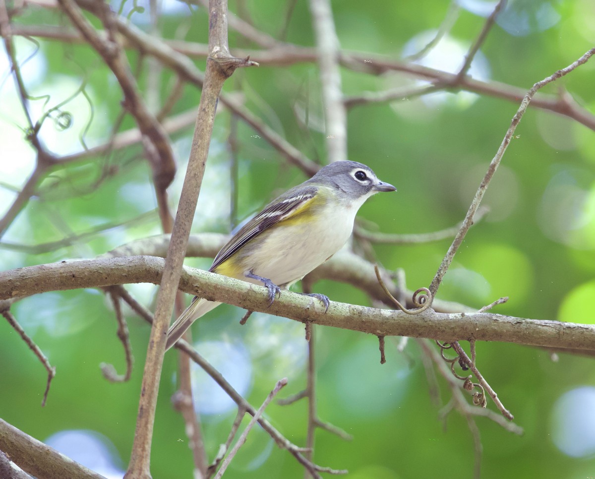 Blue-headed Vireo - Terence Degan