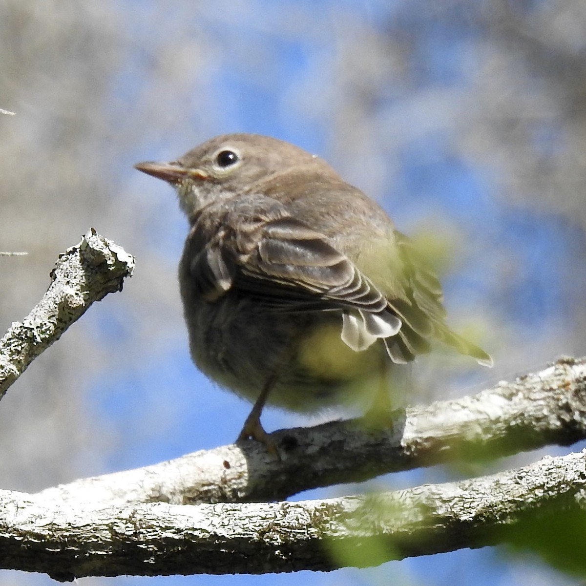 Weidengelbkehlchen - ML329912291