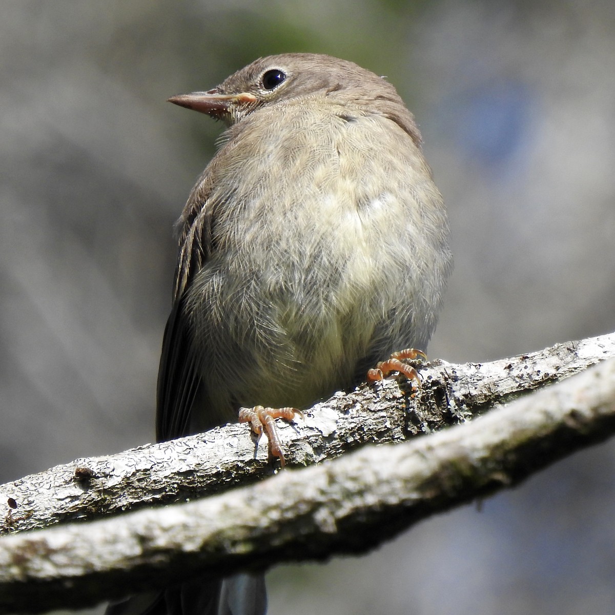 Common Yellowthroat - Laura Clark