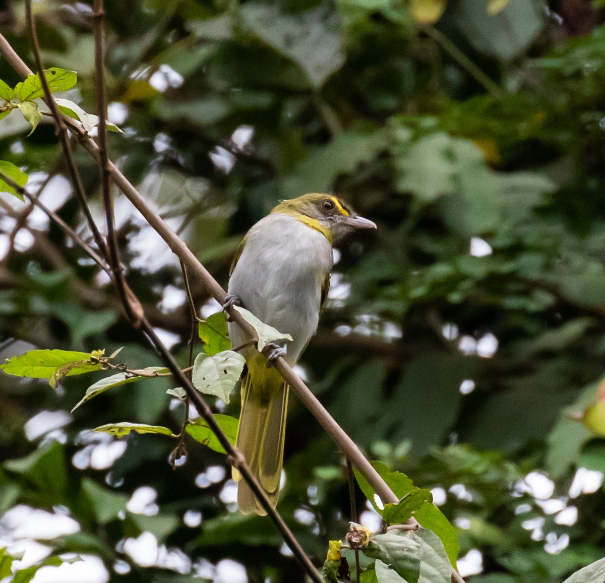 Yellow-throated Nicator - ML329912991