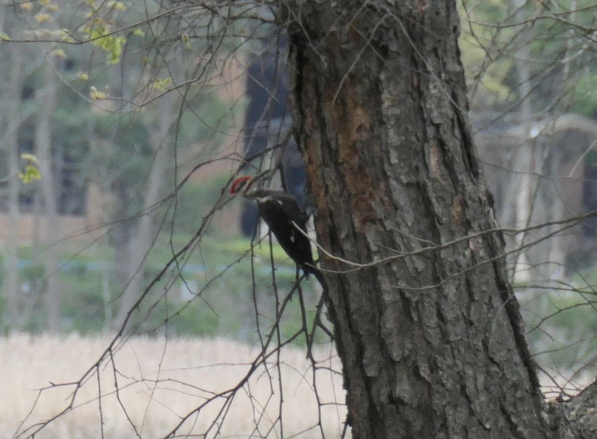 Pileated Woodpecker - ML329913641