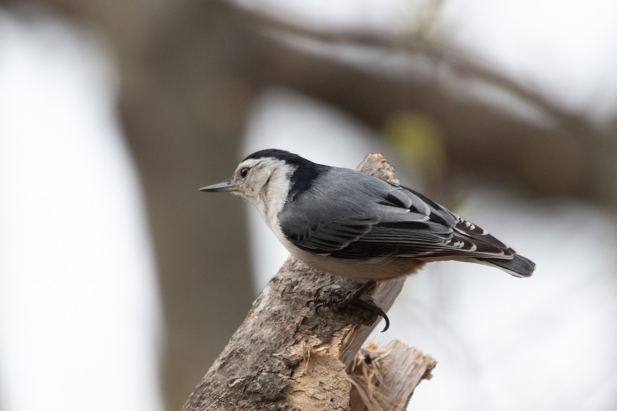 White-breasted Nuthatch - ML329914771