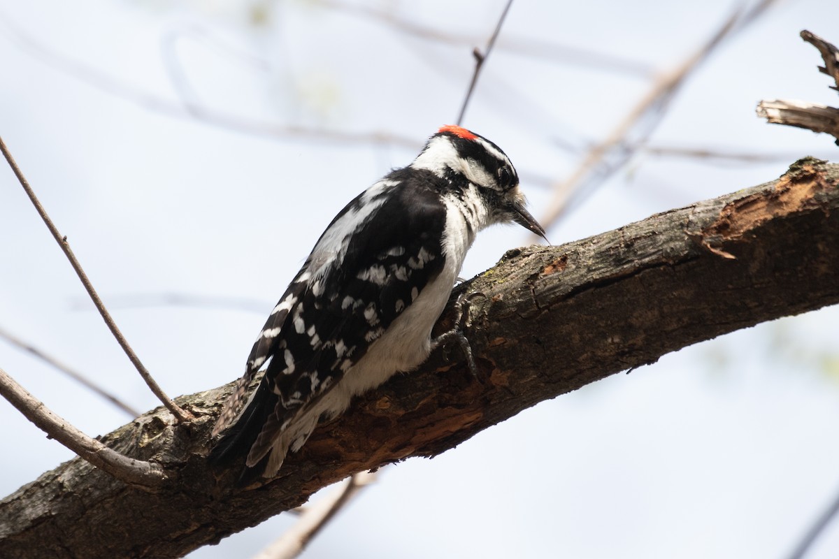Downy Woodpecker - ML329915101