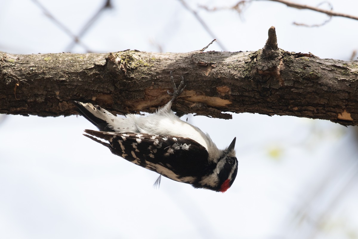 Downy Woodpecker - ML329915301