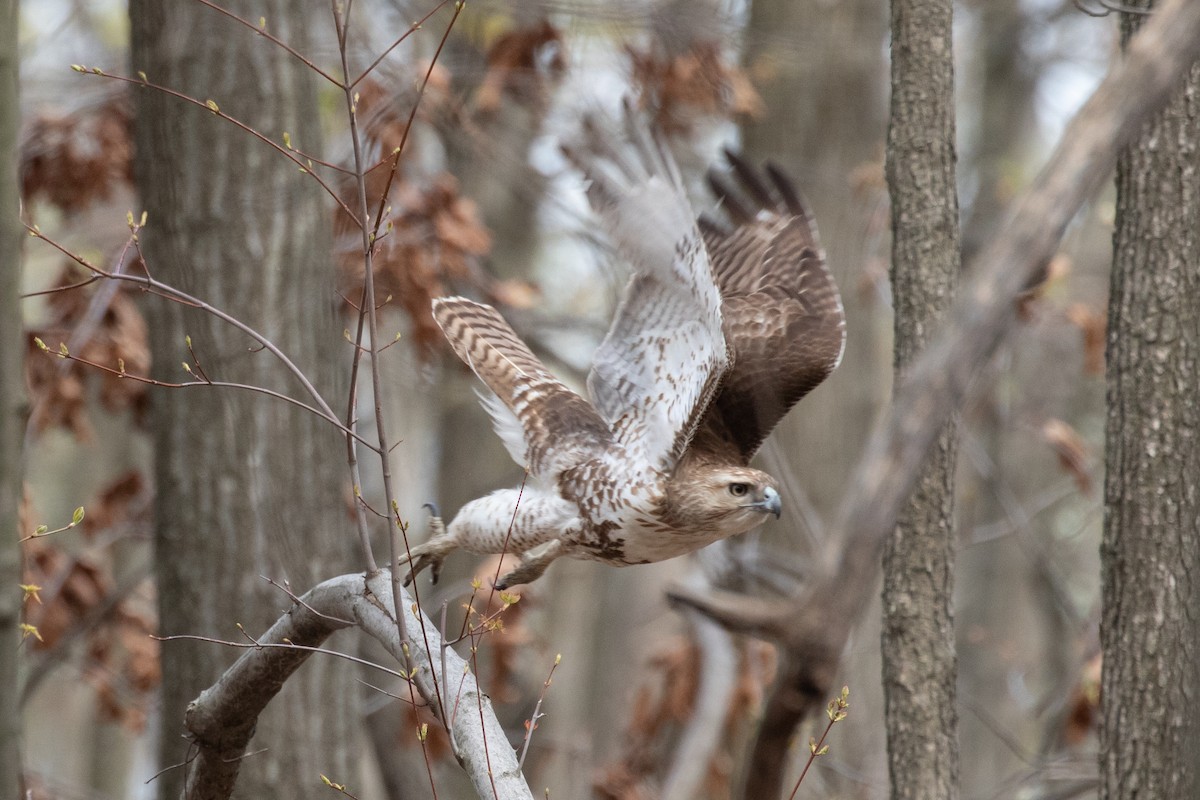 Red-tailed Hawk - ML329915621