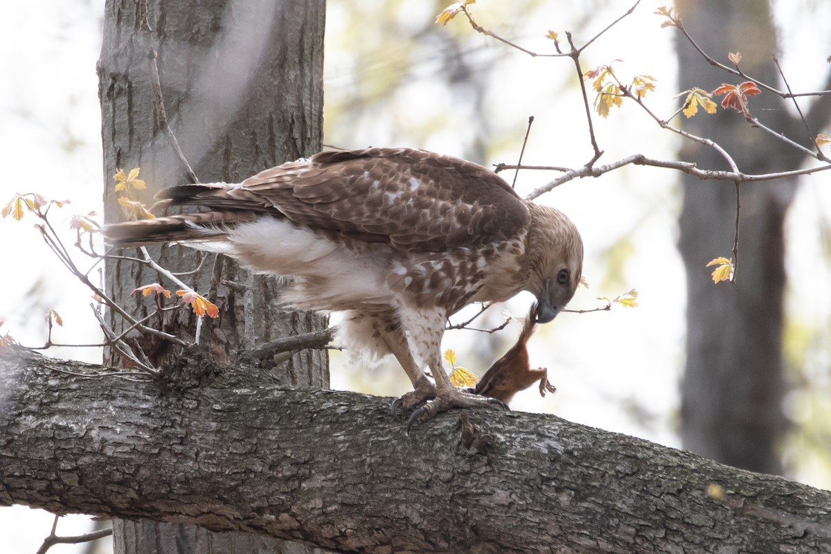 Red-tailed Hawk - ML329915681