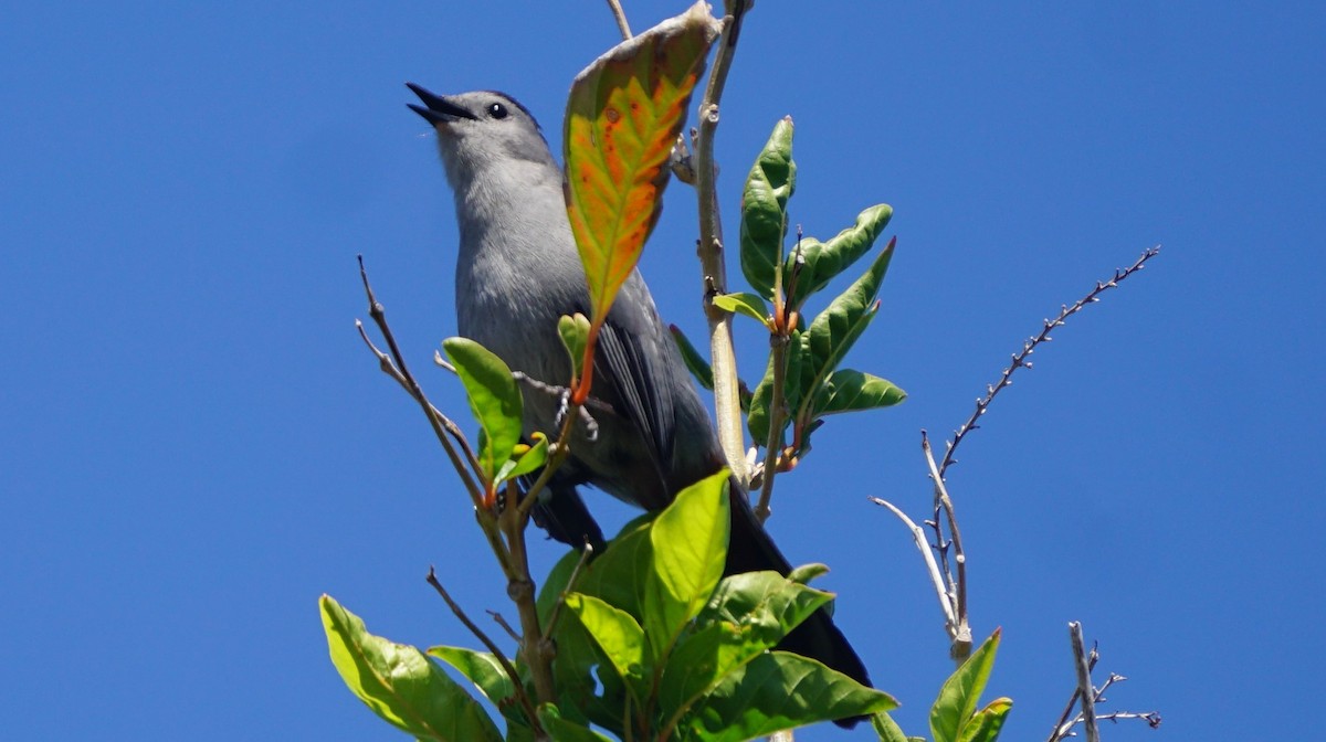 Gray Catbird - Andrea Webb