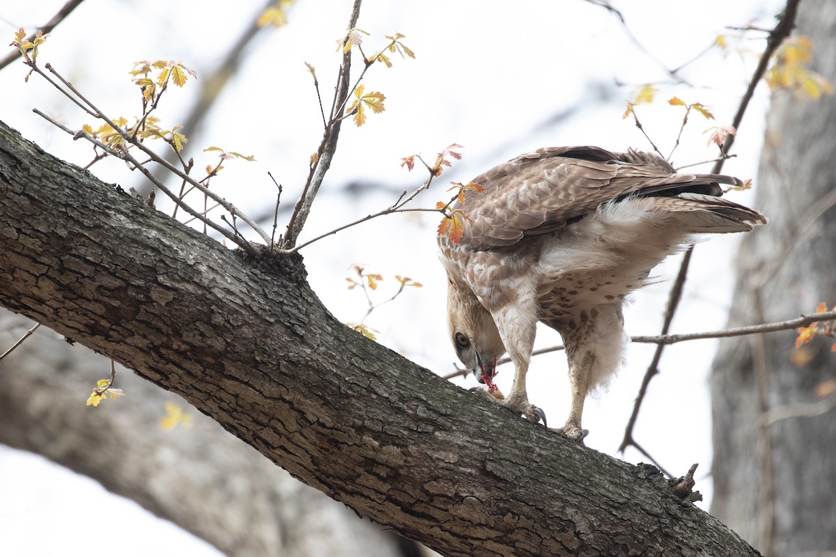 Rotschwanzbussard - ML329916041