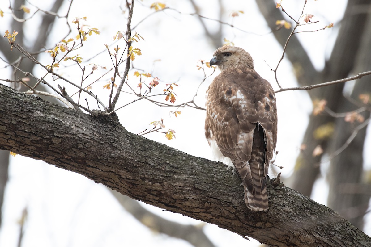 Red-tailed Hawk - ML329916651