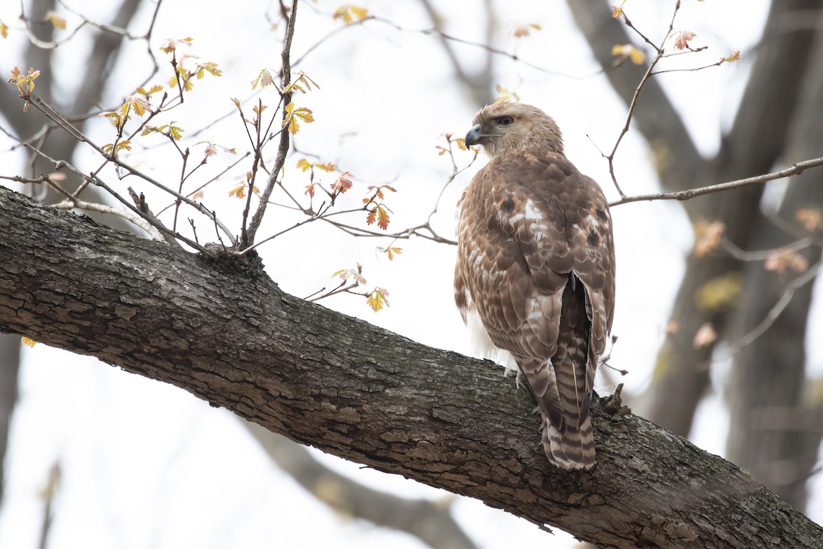 Red-tailed Hawk - Lauren diBiccari