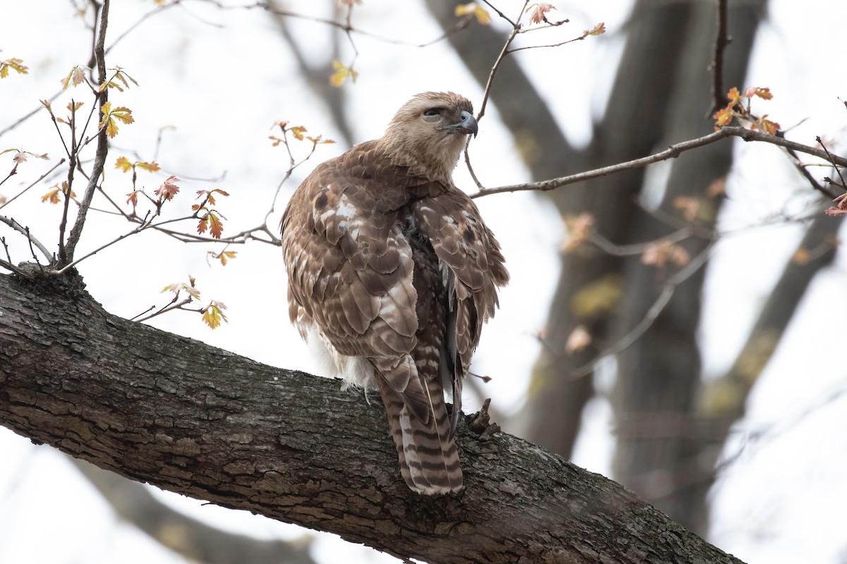 Rotschwanzbussard - ML329916841