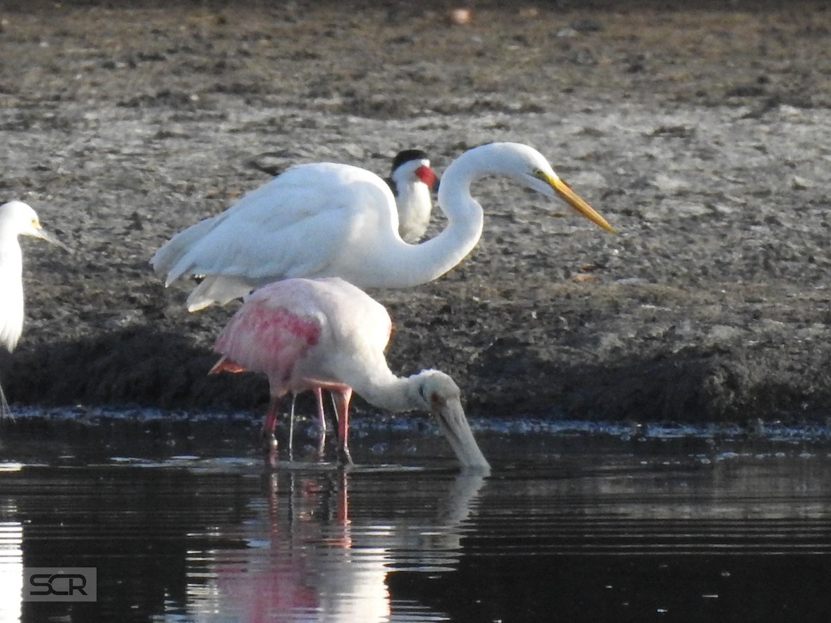 Roseate Spoonbill - Sergio Castañeda Ramos