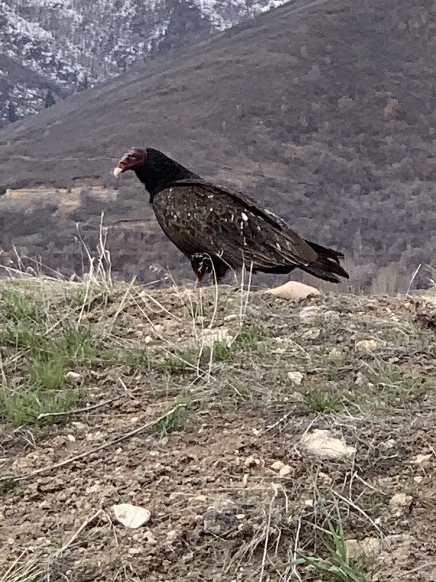 Turkey Vulture - ML329917461