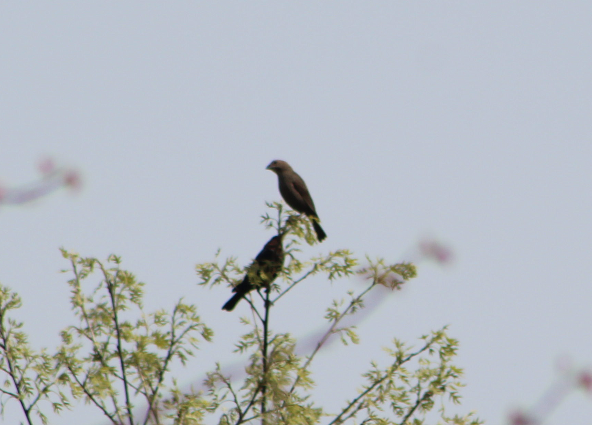 Brown-headed Cowbird - ML329917501