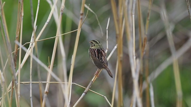 Henslow's Sparrow - ML329918221