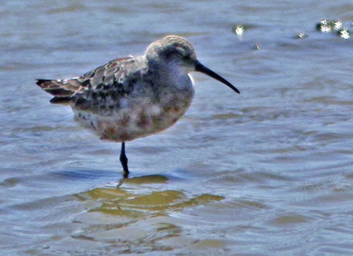 Curlew Sandpiper - ML32991941