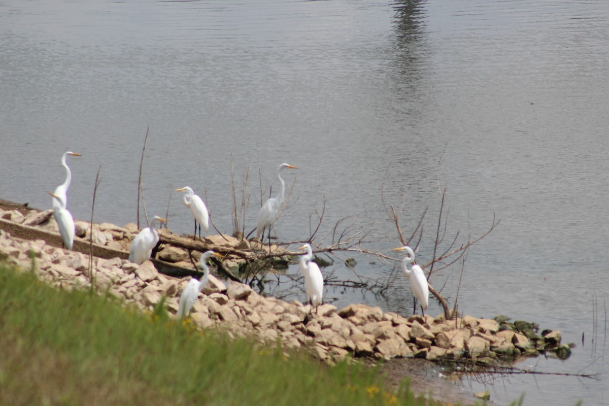 Great Egret - ML32991971