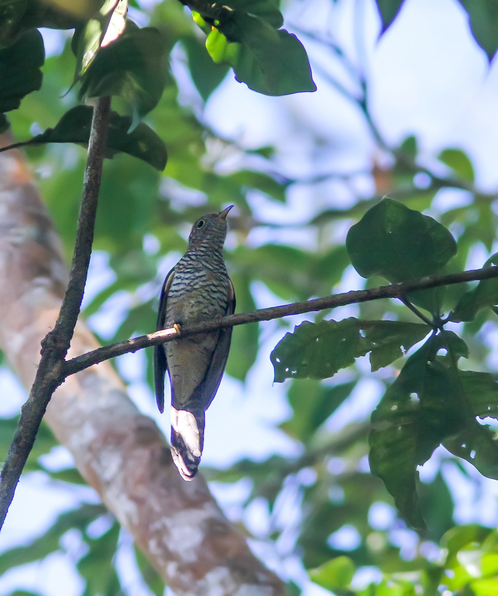 Brush Cuckoo - ML329922541