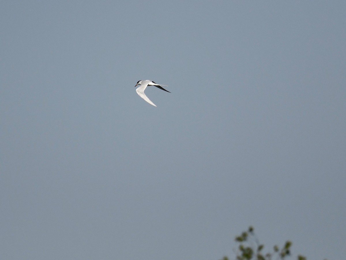 Forster's Tern - ML329923341