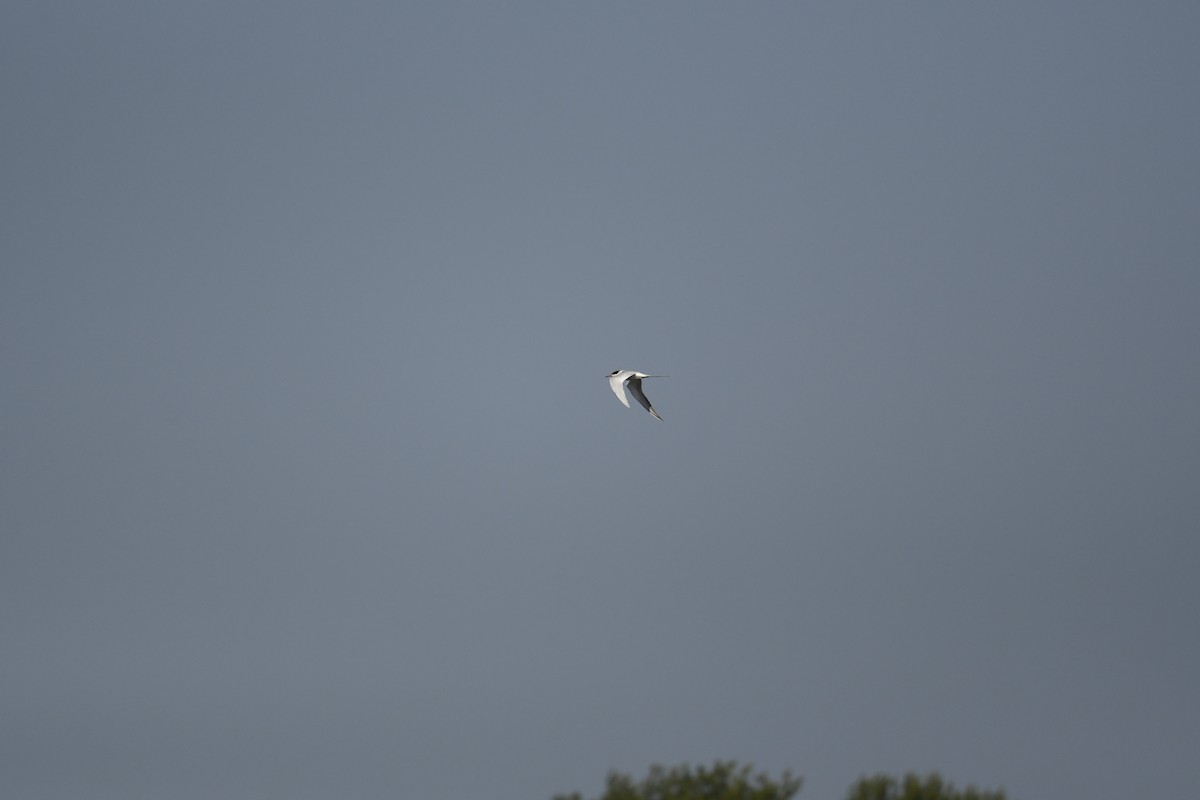 Forster's Tern - ML329923361