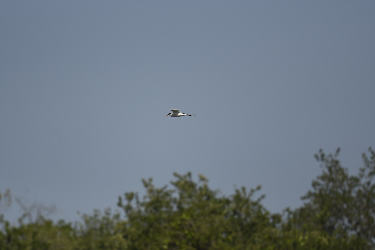 Forster's Tern - ML329923391