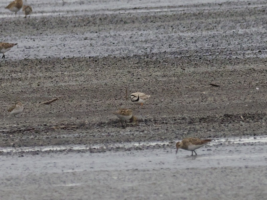 Piping Plover - ML329924121