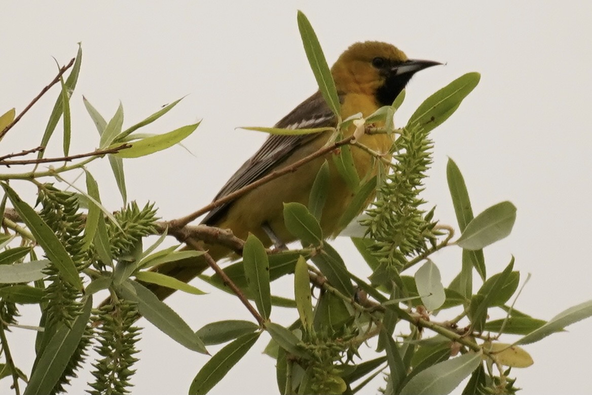 Hooded Oriole - ML329926281