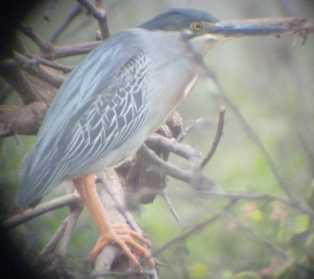 Striated Heron - Matt Gearheart