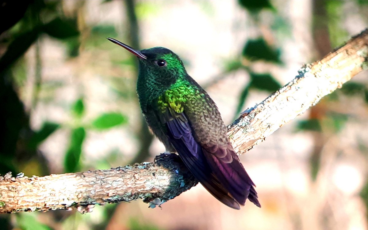 Green-bellied Hummingbird - ML329928021
