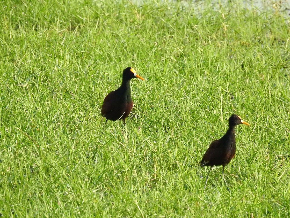 Northern Jacana - Sergio Castañeda Ramos