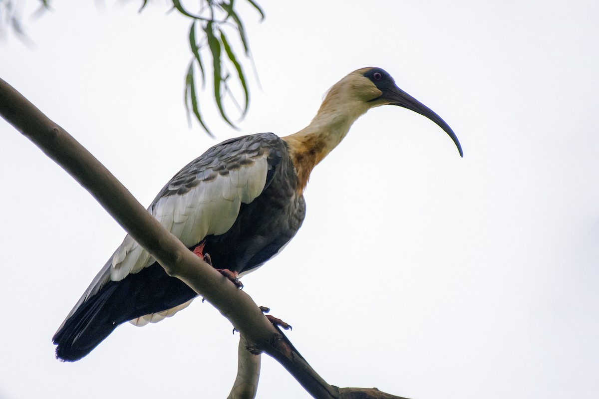 ibis bělokřídlý - ML329929791